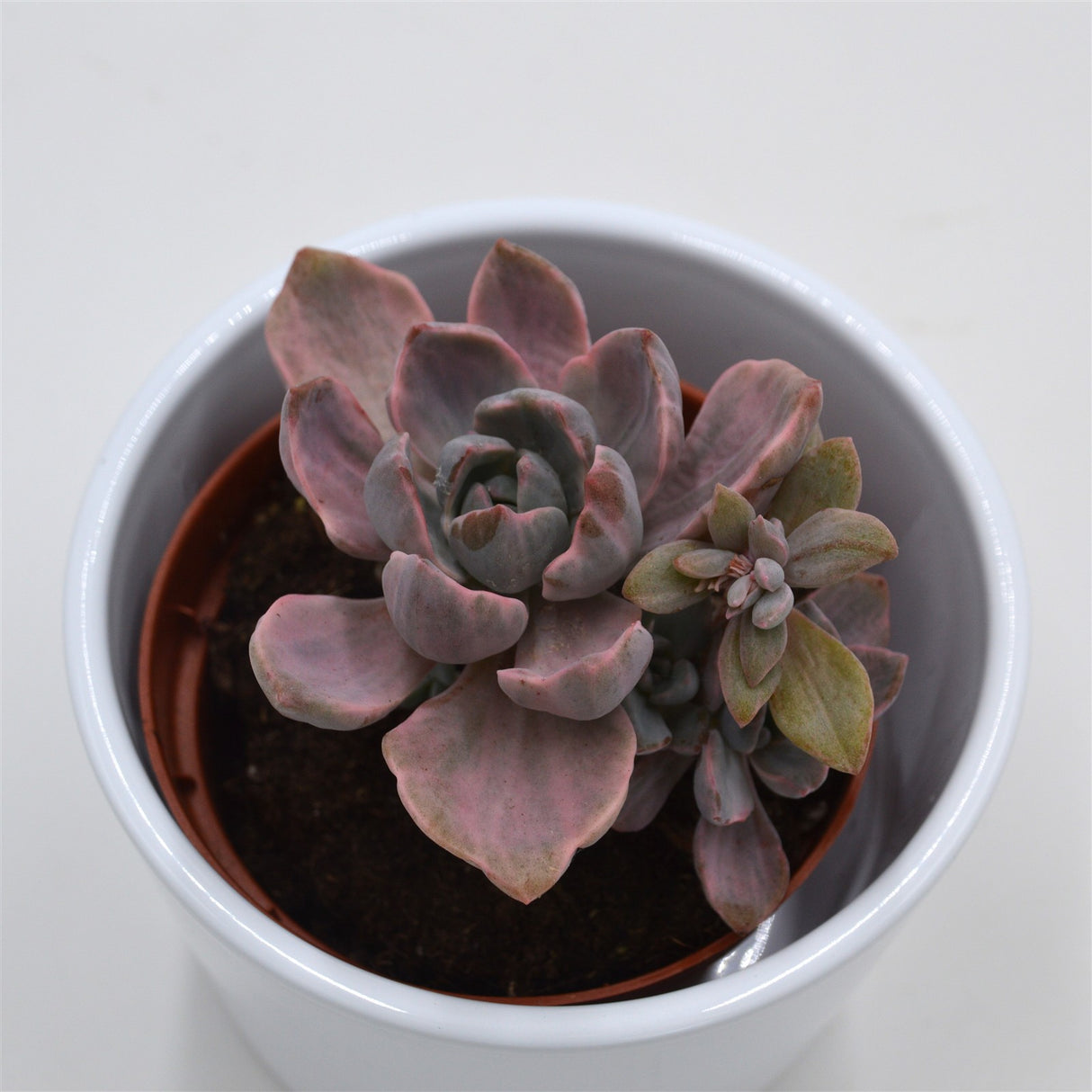 Graptoveria Mrs Richards f. variegata - 8,5cm