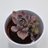 Graptoveria Mrs Richards f. variegata - 8,5cm