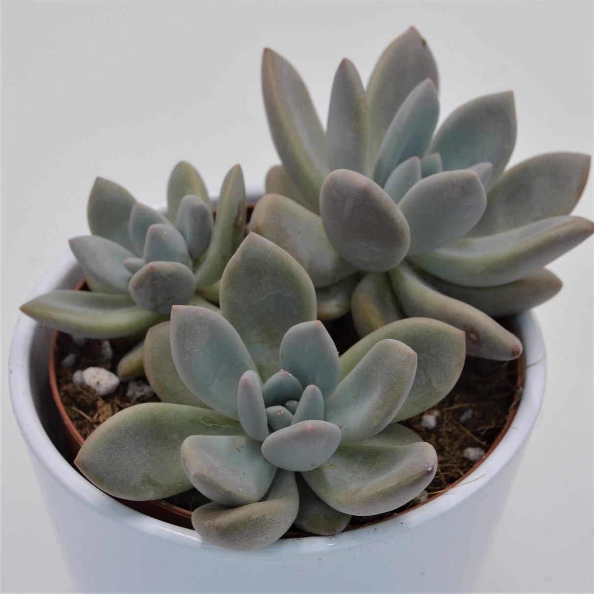 x Graptoveria Opalina - 12cm