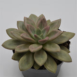 x Graptoveria Pink Donna - 13cm