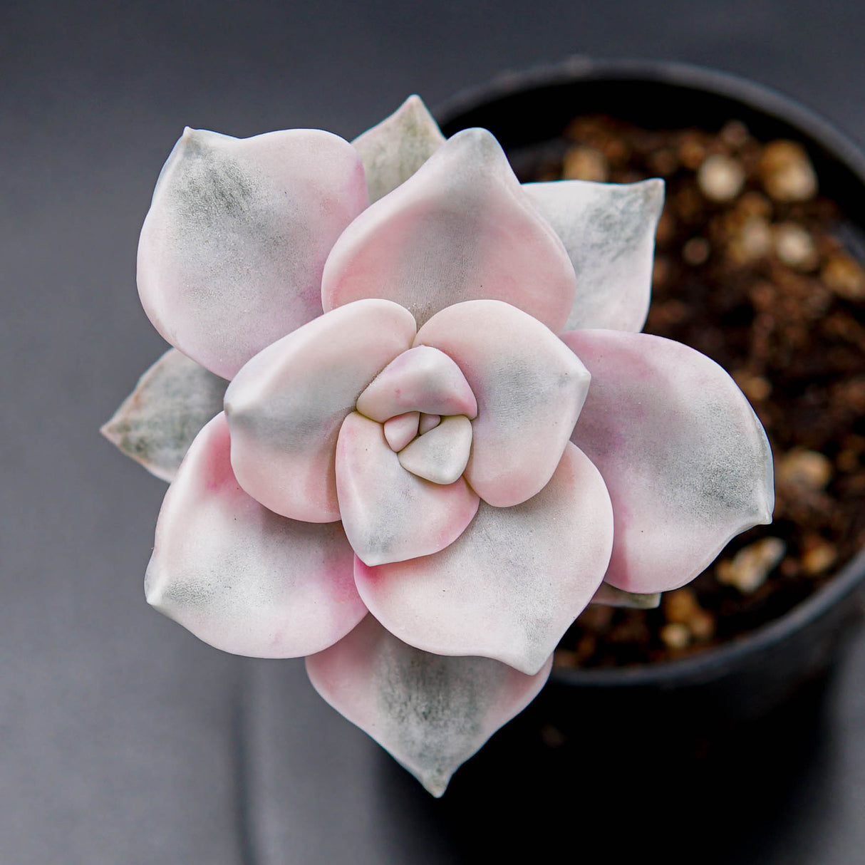 Graptoveria Purple Deight f. variegata