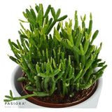 Hatiora bambusoides - 6cm