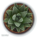 Haworthia fasciata Albert - 6cm