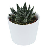 Hei Haworthia, 5 Stück