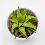 Haworthia angustifolia var. baylissii - 5,5cm