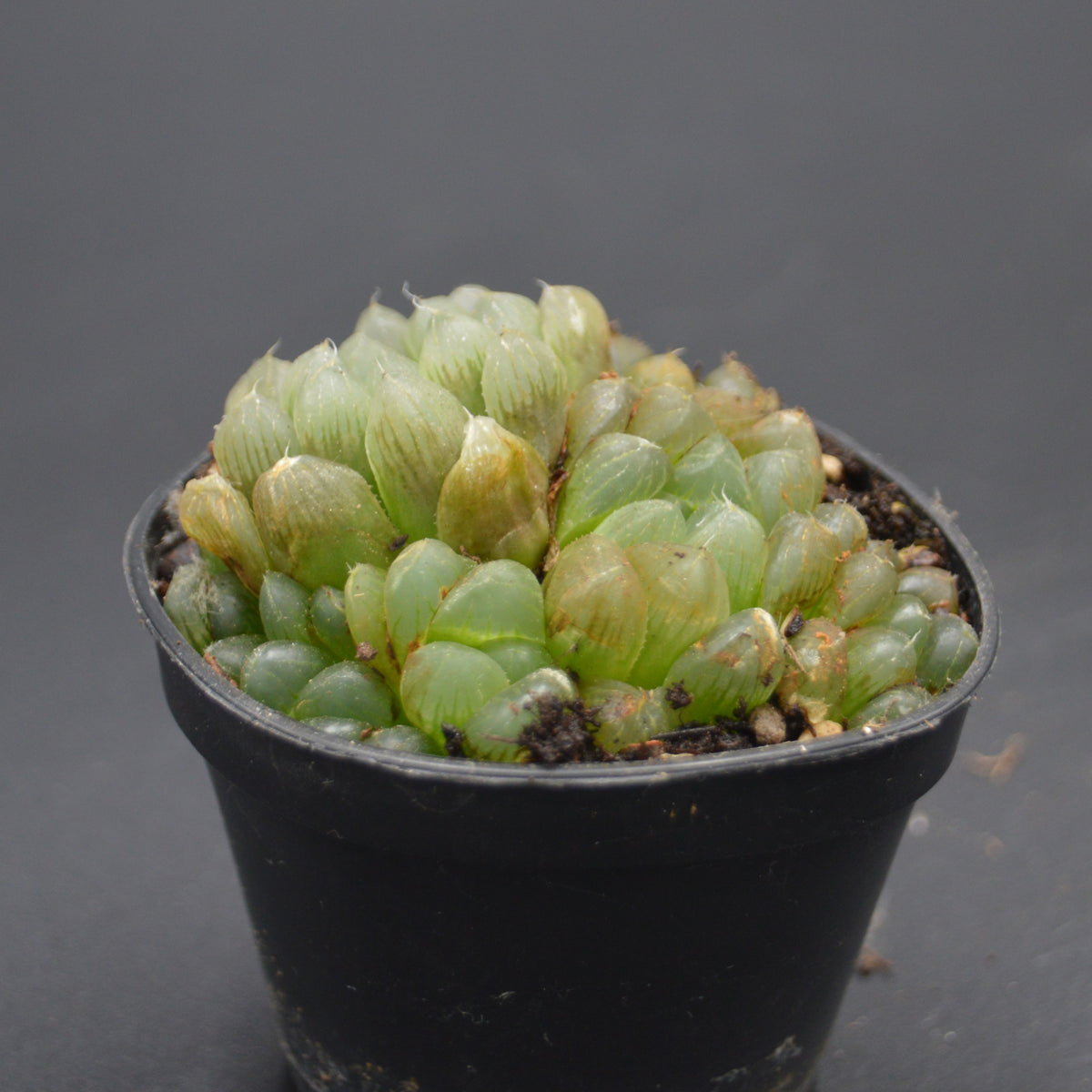 Haworthia cooperi var. obtusa