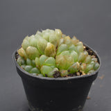 Haworthia cooperi var. obtusa