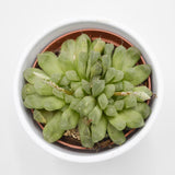 Haworthia cooperi var. obtusa - 10,5cm