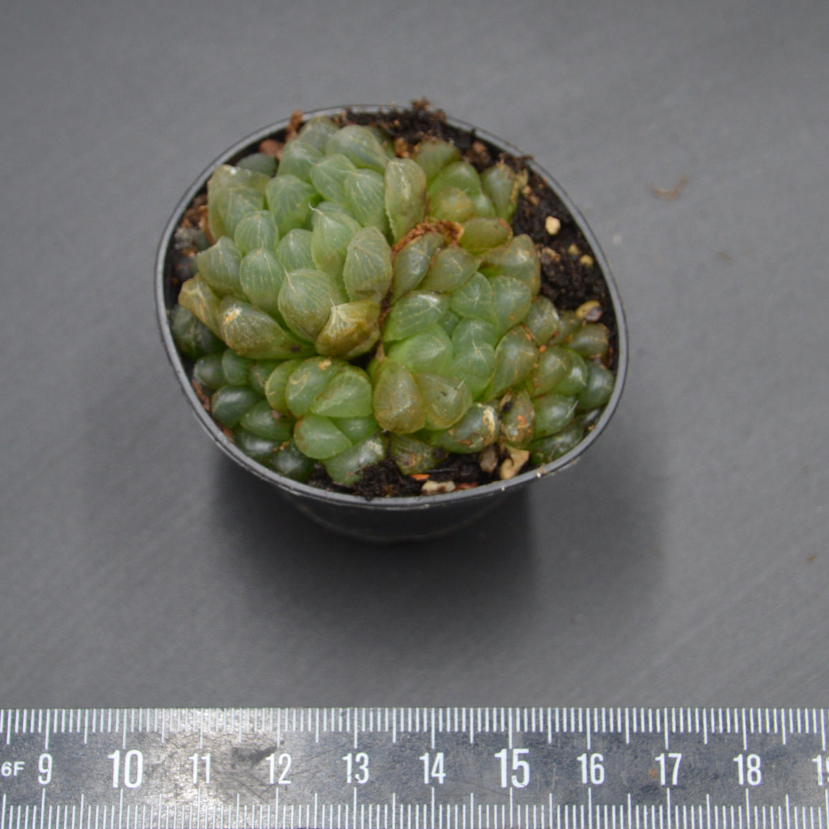 Haworthia cooperi var. obtusa