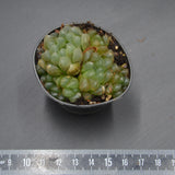 Haworthia cooperi var. obtusa
