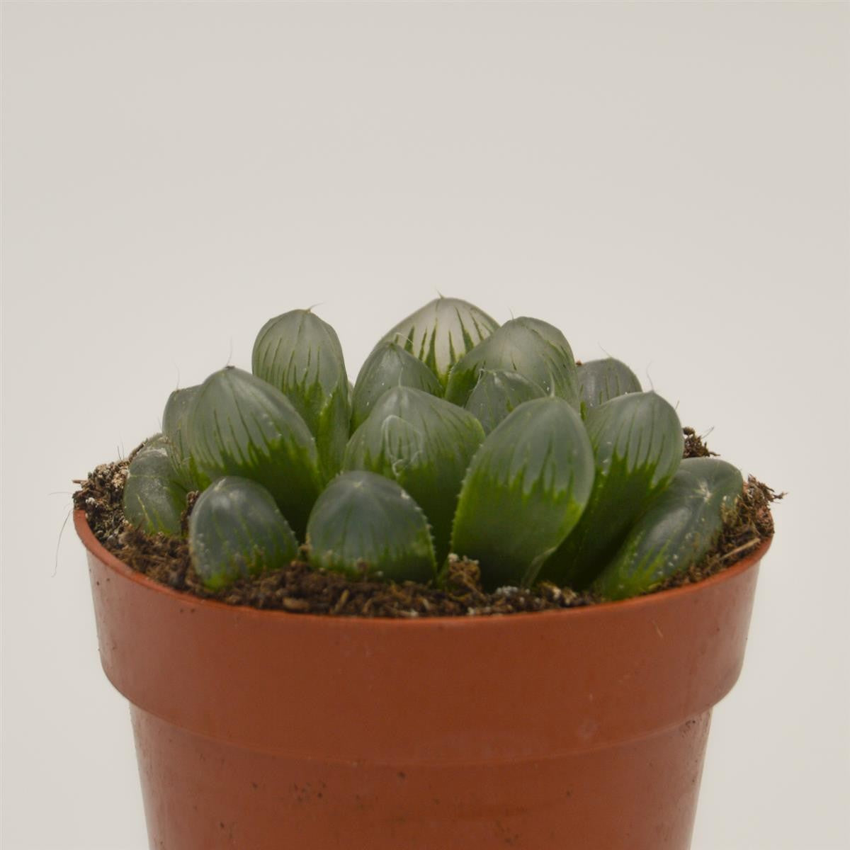 Haworthia coperi var. obtusa - 8,5cm