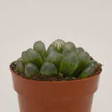 Haworthia coperi var. obtusa - 8,5cm