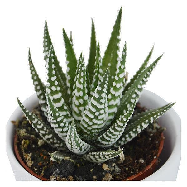 Haworthia fasciata Big Band - 6cm