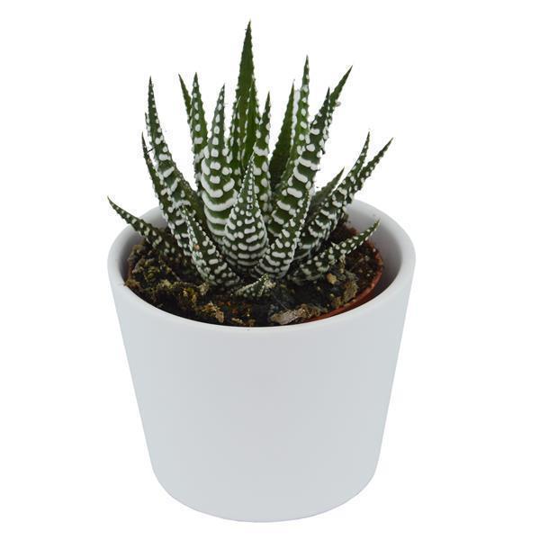 Haworthia fasciata Big Band - 6cm