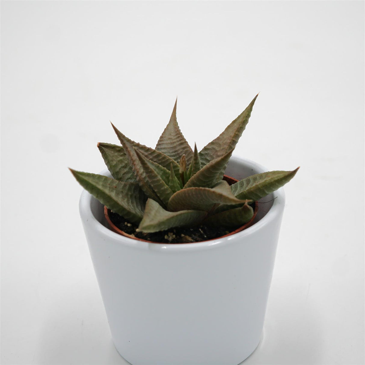 Haworthia limifolia Roux - 5,5cm