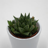 Haworthia reticulata - 5,5cm