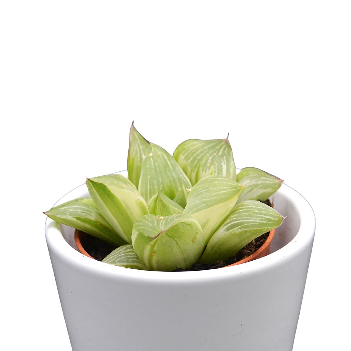 Haworthia retusa White Ghost - 5,5cm