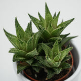 Haworthia Vivaldi - 5,5cm