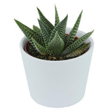 Hei Haworthia, 5 Stück