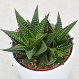 Haworthia limifolia - 10,5cm