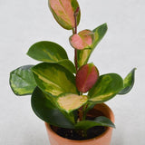 Hoya australis Lisa - 6cm