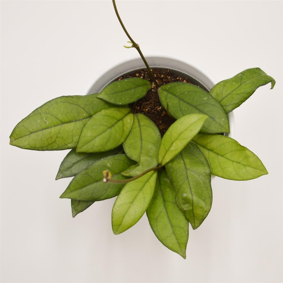 Hoya krohniana Eskimo - 12cm