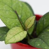 Hoya sp. Sabah - 6cm