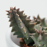 Huernia confusa - 8cm