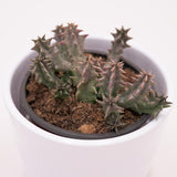 Huernia confusa - 8cm