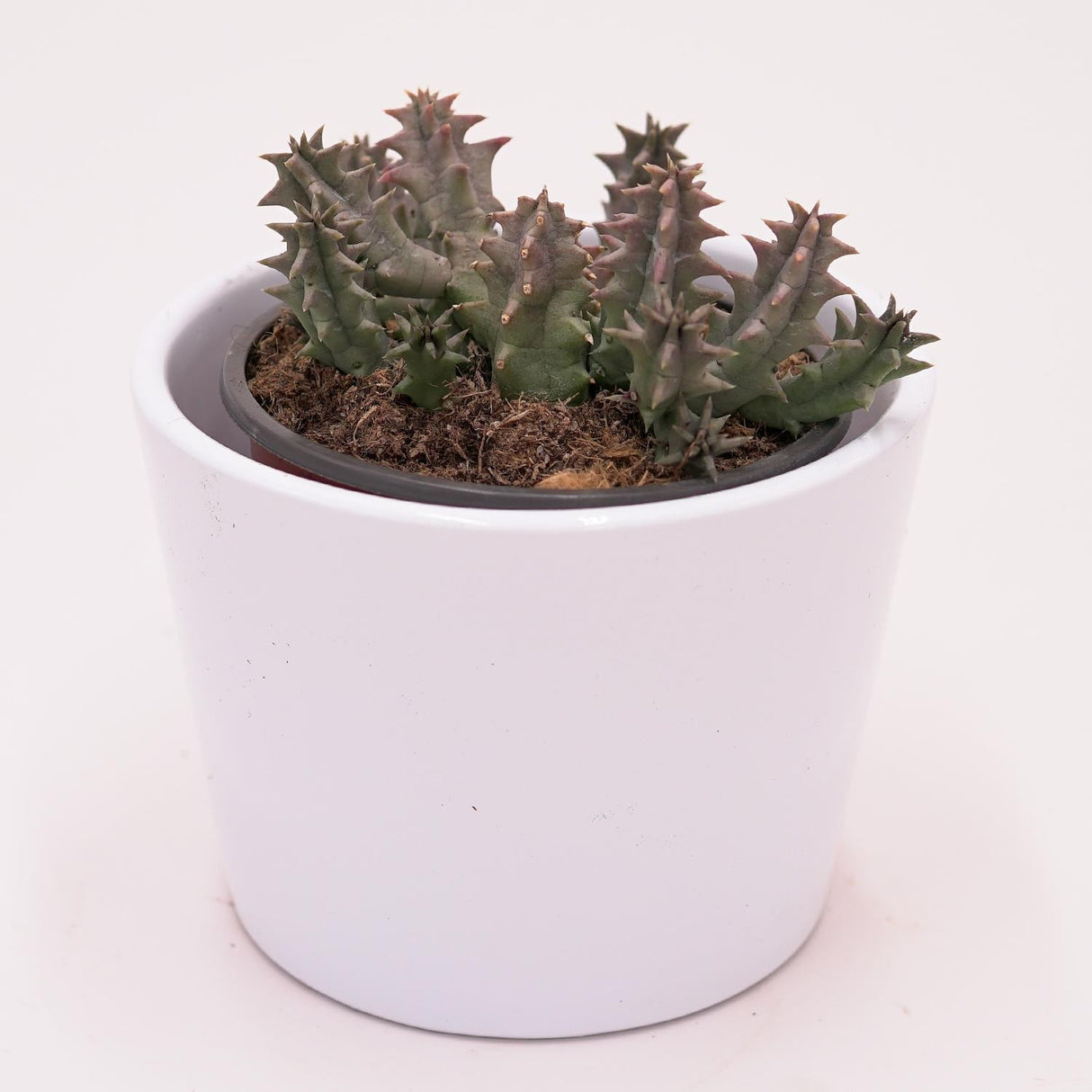 Huernia confusa - 8cm