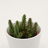 Huernia hystrix - 8cm