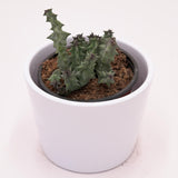 Huernia primulina - 8cm