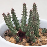Huernia schneideriana Temple - 8cm
