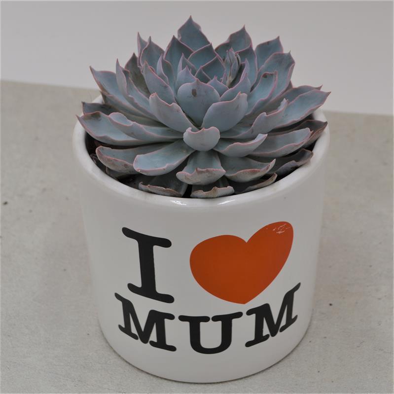 I love Mom - Übertopf
