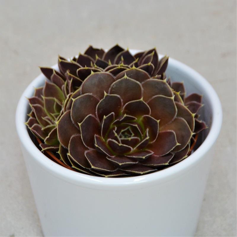 Jovibarba heuffelii - 8,5cm