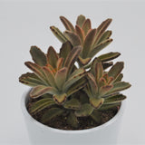 Kalanchoe Aida - 10,5cm