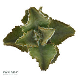 Kalanchoe beharensis Fang - 6cm