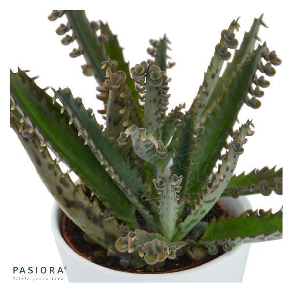 Konnichiwa Kalanchoe, 3 Stück
