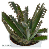 Kalanchoe daigremontiana - 6cm