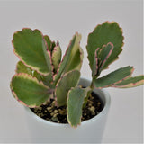 Kalanchoe f. variegata Tricolor - 5,5cm