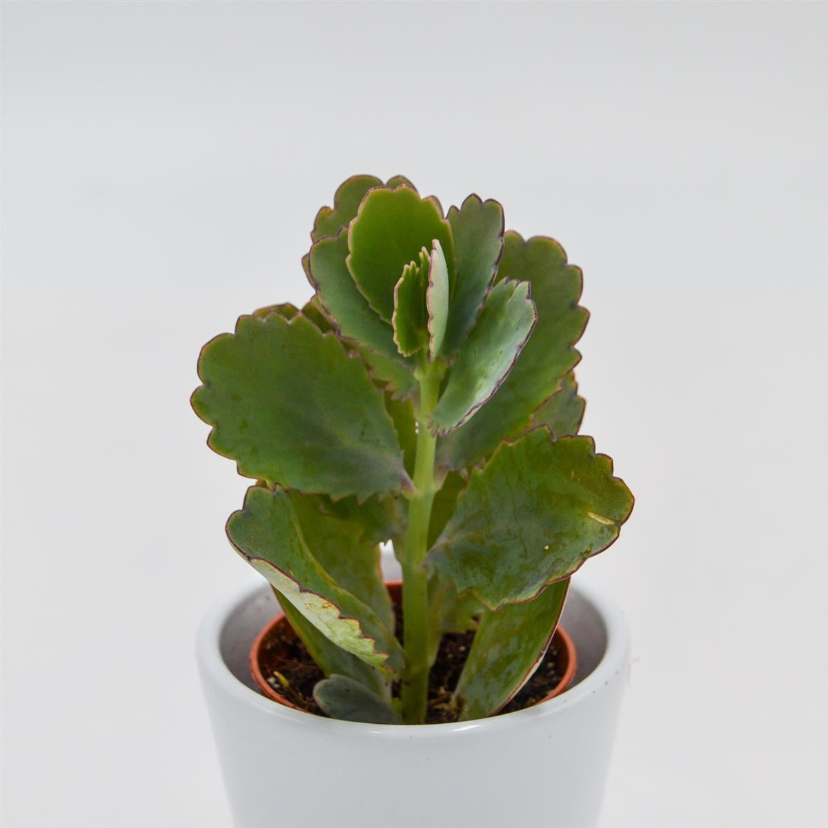 Kalanchoe fedtschenkoi - 5,5cm