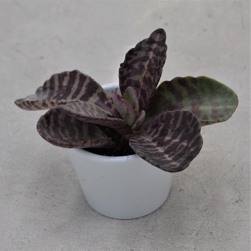 Kalanchoe humilis Desert Surprise - 6cm