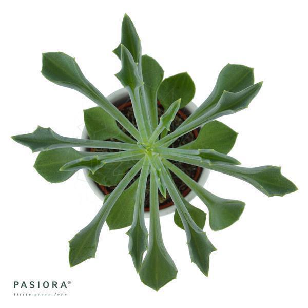 Konnichiwa Kalanchoe, 5 Stück