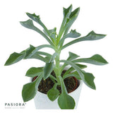 Konnichiwa Kalanchoe, 3 Stück