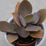 Kalanchoe peteri - 5,5cm