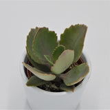 Kalanchoe peteri - 5,5cm
