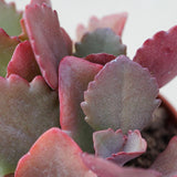 Kalanchoe rubinea - 5,5cm
