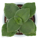 Konnichiwa Kalanchoe, 5 Stück