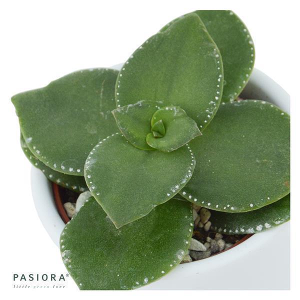 Crassula lactea - 6cm