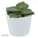 Crassula lactea - 6cm